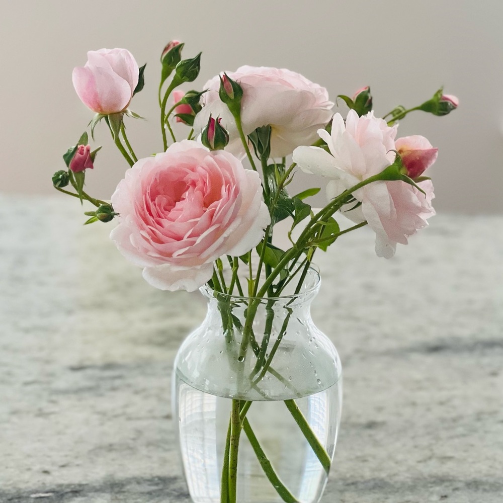 Meet your Posher, Anale